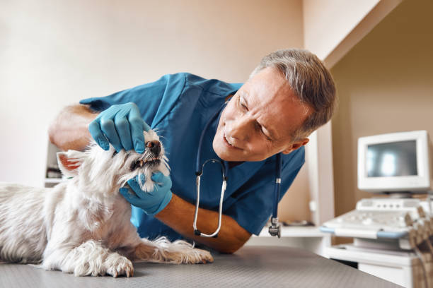 Best Tooth Pain Emergency Relief  in Nashville, MI